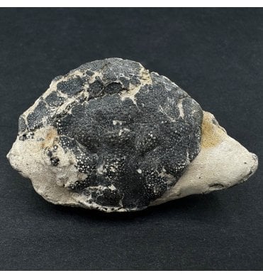 British Eocene Fossil Crab from the Isle of Sheppey, England (SKU OF2971):- Zanthopsis leachii