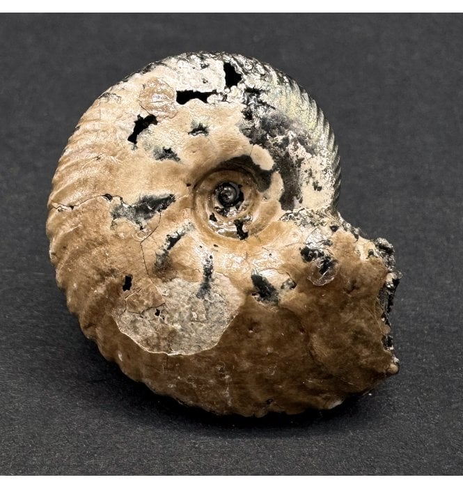 British Lower Cretaceous Ammonite from Folkestone, England (SKU A3883):- Anahoplites aff. splendens