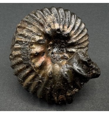 British Lower Cretaceous Ammonite from Folkestone, England (SKU A3885):- Hoplites cf. dentatus