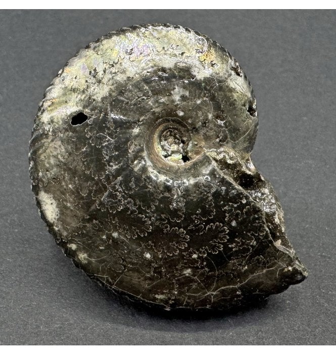 British Lower Cretaceous Ammonite from Folkestone, England (SKU A3887):- Anahoplites planus