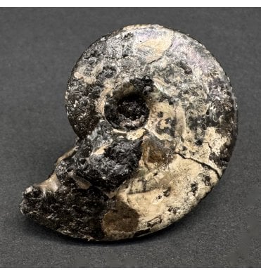 British Lower Cretaceous Ammonite from Folkestone, England (SKU A4135):- Anahoplites planus