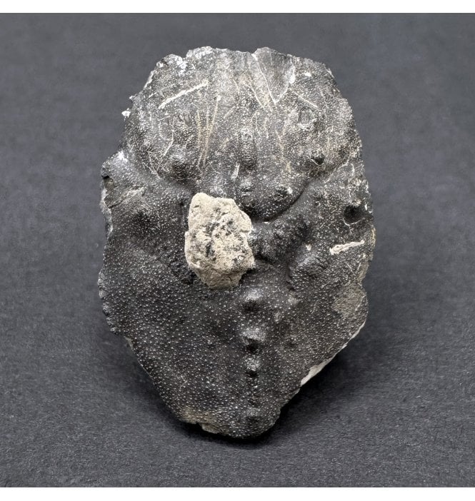 British Lower Cretaceous Crab from Folkestone, England (SKU OF3898):- Notopocorysites stokesi