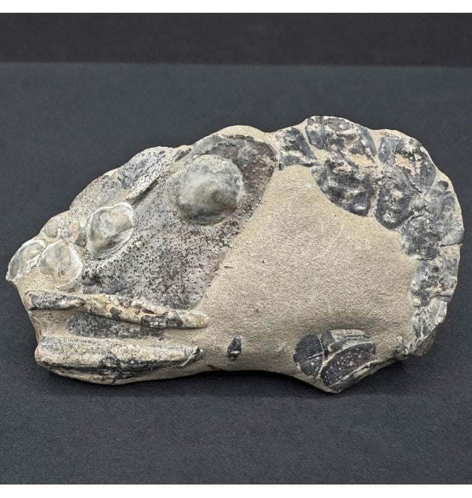 British Lower Greensand, Lower Cretaceous Shrimp from the Isle of Wight, England (SKU OF3867):- Meyeria (Mecochirus) magna