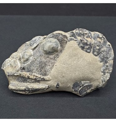 British Lower Greensand, Lower Cretaceous Shrimp from the Isle of Wight, England (SKU OF3867):- Meyeria (Mecochirus) magna