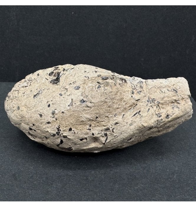 British Lower Jurassic Ichthyosaurus Coprolite from Dorset, England (SKU V7577):- Ichthyosaurus communis