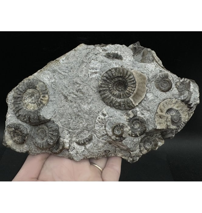 British Lower Jurassic, Lower Lias Ammonite Cluster from Holderness Coast, Nr Hull, East Yorkshire, England (SKU A3257):- Arnioceras semicostatum
