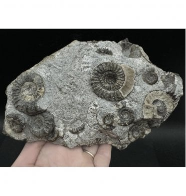 British Lower Jurassic, Lower Lias Ammonite Cluster from Holderness Coast, Nr Hull, East Yorkshire, England (SKU A3257):- Arnioceras semicostatum