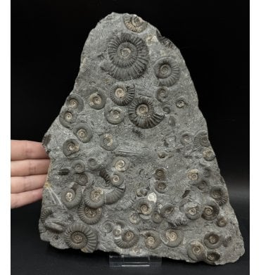 British Lower Jurassic, Lower Lias Ammonite Cluster from Holderness Coast, Nr Hull, East Yorkshire, England (SKU A3325):- Arnioceras semicostatum
