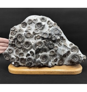 British Lower Jurassic, Lower Lias Ammonite Cluster from Holderness Coast, Nr Hull, East Yorkshire, England (SKU A4816):- Arnioceras semicostatum