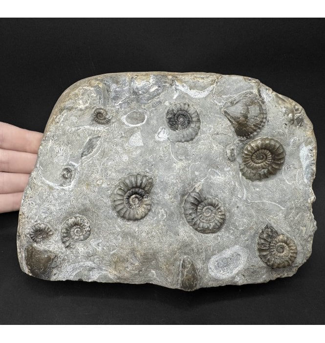 British Lower Jurassic, Lower Lias Ammonite Cluster from Mappleton, Holderness Coast, Nr. Hull, East Yorkshire, England (SKU A5074):- Arnioceras kriddoides