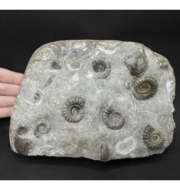 British Lower Jurassic, Lower Lias Ammonite Cluster from Mappleton, Holderness Coast, Nr. Hull, East Yorkshire, England (SKU A5074):- Arnioceras kriddoides