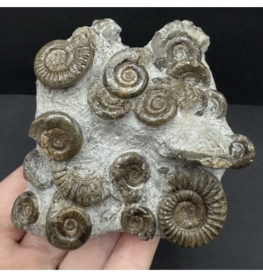 British Lower Jurassic, Lower Lias Ammonite Cluster from Mappleton, Holderness Coast, Nr Hull, East Yorkshire (SKU A4702):- Arnioceras semicostatum