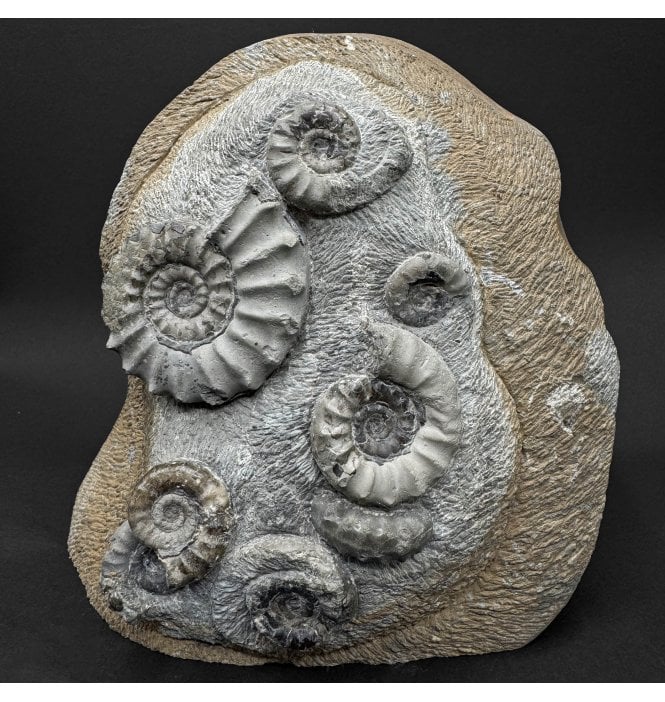British Lower Jurassic, Lower Lias Ammonite Cluster from Redcar, Nr. Whitby, North Yorkshire, England (SKU A5100):- Euagassiceras resupinatum