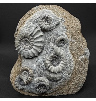 British Lower Jurassic, Lower Lias Ammonite Cluster from Redcar, Nr. Whitby, North Yorkshire, England (SKU A5100):- Euagassiceras resupinatum