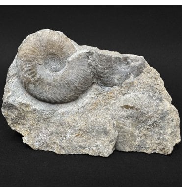 British Lower Jurassic, Lower Lias Ammonite Cluster from Somerset, England (SKU A5015):- Tragophylloceras ibex