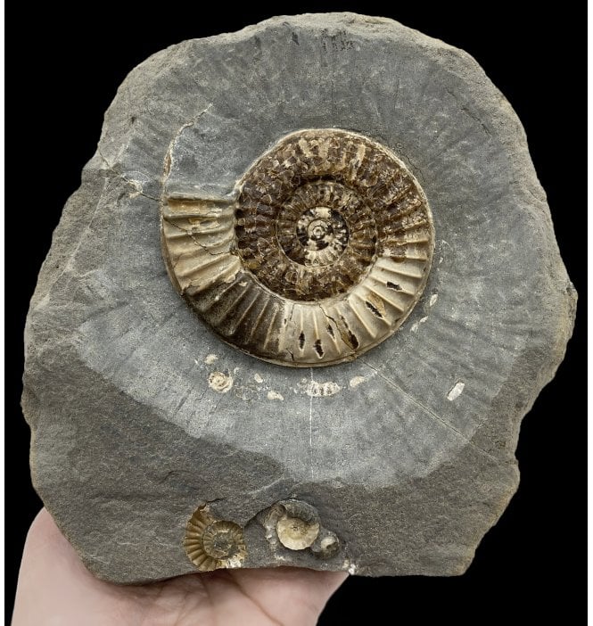 British Lower Jurassic, Lower Lias Ammonite from Charmouth, Dorset, England (SKU A2661):- Arnioceras semicostoides