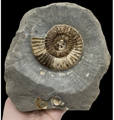 British Lower Jurassic, Lower Lias Ammonite from Charmouth, Dorset, England (SKU A2661):- Arnioceras semicostoides