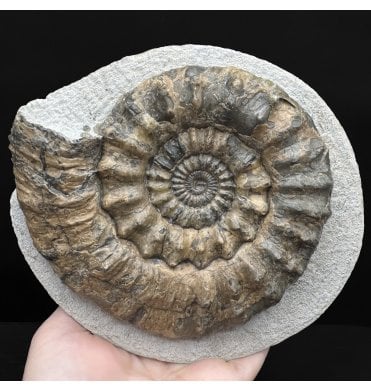 British Lower Jurassic, Lower Lias Ammonite from Charmouth, Dorset, England (SKU A4836):- Oistoceras figulinum