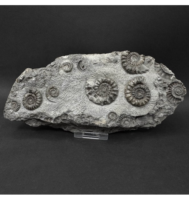 British Lower Jurassic, Lower Lias Ammonite from Marske by the Sea, Redcar, North Yorkshire, England (SKU A5087):- Arnioceras kriddoides