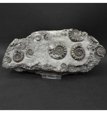 British Lower Jurassic, Lower Lias Ammonite from Marske by the Sea, Redcar, North Yorkshire, England (SKU A5087):- Arnioceras kriddoides