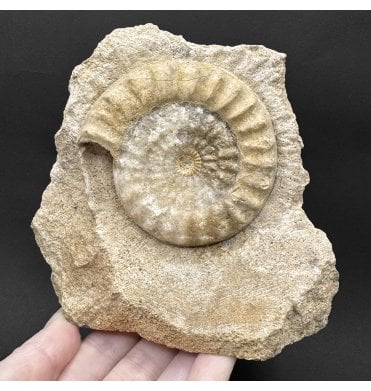 British Lower Jurassic, Lower Lias Ammonite from Radstock, Somerset, England (SKU A4585):- Acanthopleuroceras maugenti