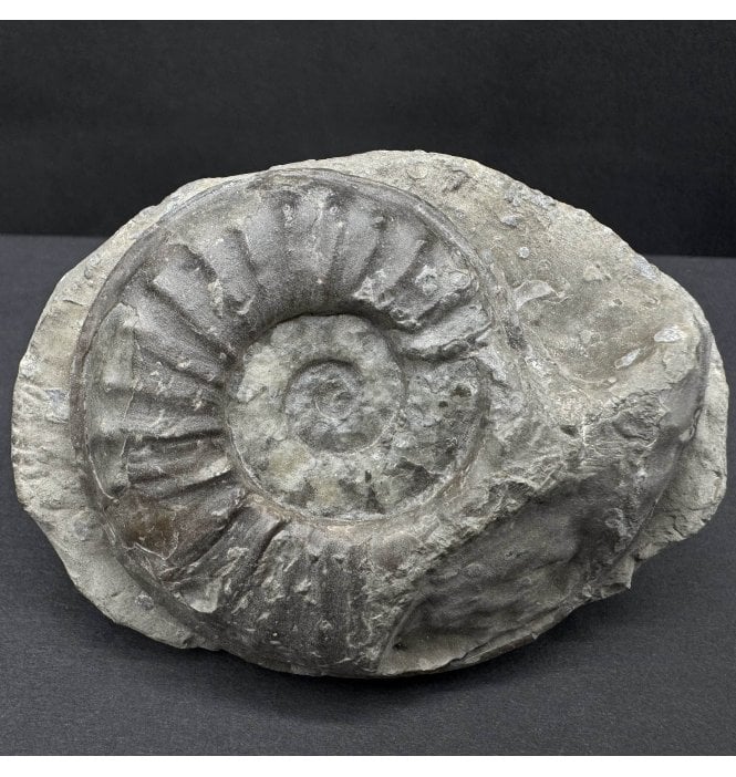 British Lower Jurassic, Lower Lias Ammonite from Redcar, Nr. Whitby, North Yorkshire, England (SKU A4397):- Agassiceras cf. scipionianum