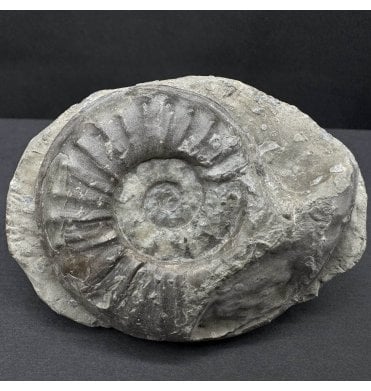 British Lower Jurassic, Lower Lias Ammonite from Redcar, Nr. Whitby, North Yorkshire, England (SKU A4397):- Agassiceras cf. scipionianum