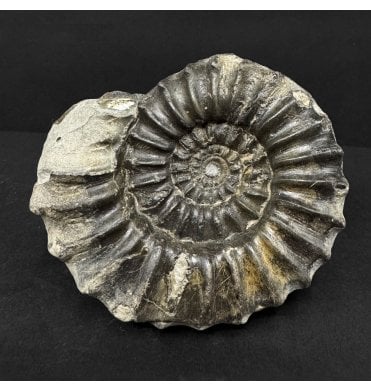 British Lower Jurassic, Lower Lias Ammonite from Redcar, Nr. Whitby, North Yorkshire, England (SKU A4885):- Euagassiceras resupinatum