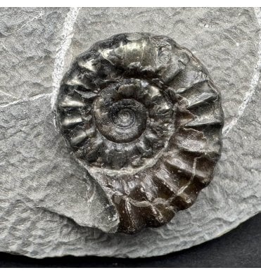 British Lower Jurassic, Lower Lias Ammonite from Robin Hoods’s Bay, North Yorkshire, England (SKU A3711):- Promicroceras cf. precompressum