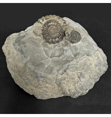 British Lower Jurassic, Lower Lias Ammonite from Robin Hoods’s Bay, Nr. Whitby, North Yorkshire, England (SKU A4913):- Gagaticeras finiatum