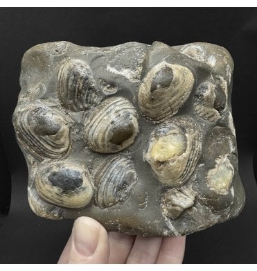 British Lower Jurassic, Lower Lias Bivalve Cluster from Redcar, North Yorkshire, England (SKU OF4521):- Cardinia listeri