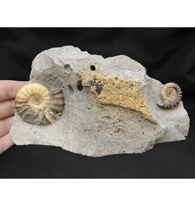 British Lower Jurassic, Lower Lias Calcite Ammonite Cluster from Charmouth, Dorset, England (SKU A2029):- Asteroceras obtusum and Promicroceras planicosta