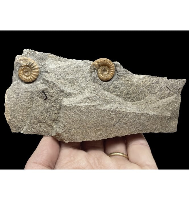 British Lower Jurassic, Lower Lias Calcite Ammonite Cluster from Charmouth, Lyme Regis, Dorset, England (SKU A2252):- Promicroceras planicosta