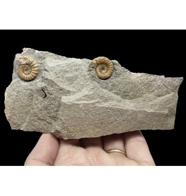 British Lower Jurassic, Lower Lias Calcite Ammonite Cluster from Charmouth, Lyme Regis, Dorset, England (SKU A2252):- Promicroceras planicosta