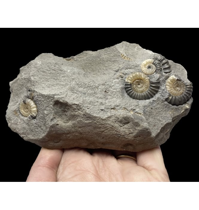 British Lower Jurassic, Lower Lias Calcite Ammonite Cluster from Charmouth, Lyme Regis, Dorset, England (SKU A2254):- Promicroceras planicosta