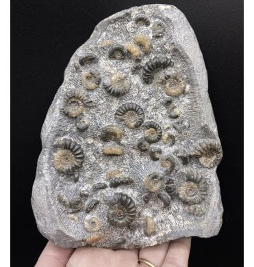 British Lower Jurassic, Lower Lias Calcite Ammonite Cluster from Dorset, England (SKU A2861):- Promicroceras praecompressum
