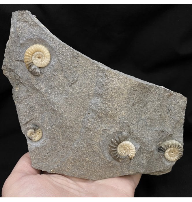 British Lower Jurassic, Lower Lias Calcite Ammonite from Charmouth, Dorset, England (SKU A2028):- Promicroceras planicosta