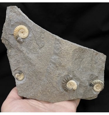 British Lower Jurassic, Lower Lias Calcite Ammonite from Charmouth, Dorset, England (SKU A2028):- Promicroceras planicosta