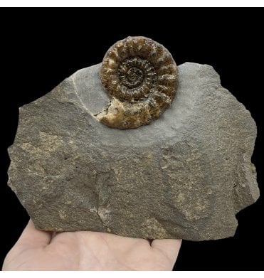 British Lower Jurassic, Lower Lias Calcite Ammonite from Charmouth, Dorset, England (SKU A2641):- Xipheroceras drudrieseri