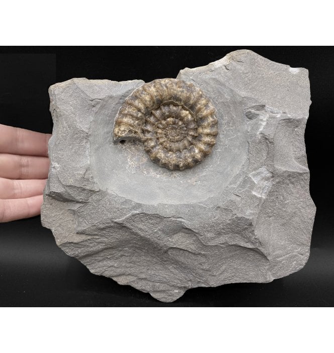 British Lower Jurassic, Lower Lias Calcite Ammonite from Charmouth, Dorset, England (SKU A2871):- Xipheroceras drudrieseri
