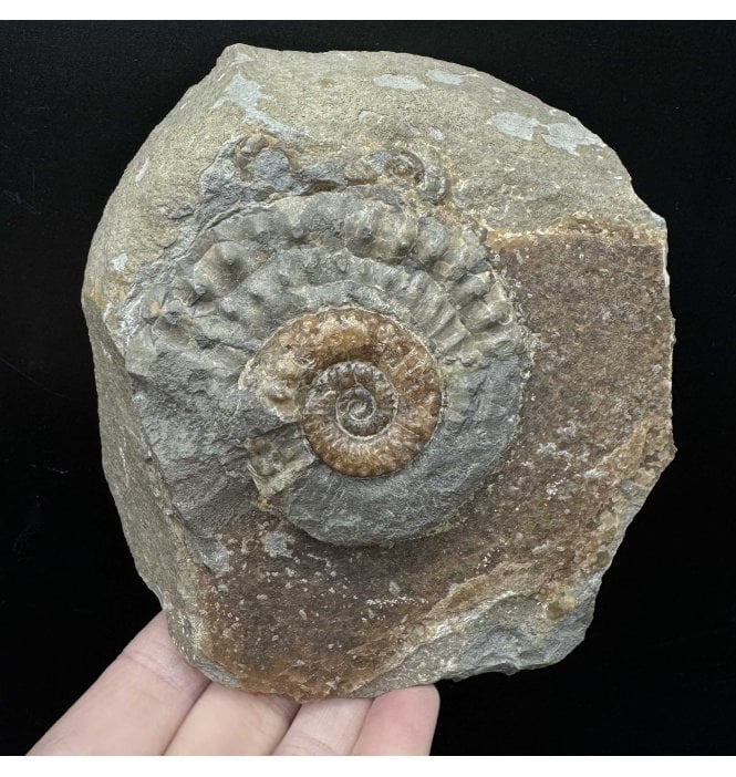 British Lower Jurassic, Lower Lias Calcite Ammonite from Charmouth, Dorset, England (SKU A3568):- Microderoceras birchi
