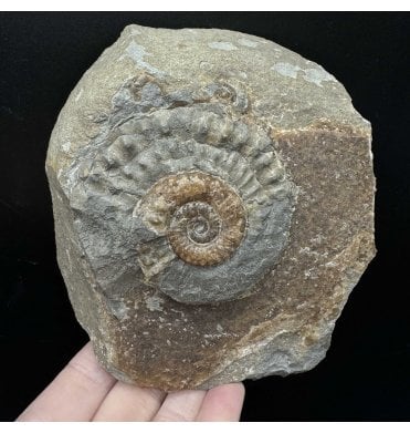 British Lower Jurassic, Lower Lias Calcite Ammonite from Charmouth, Dorset, England (SKU A3568):- Microderoceras birchi