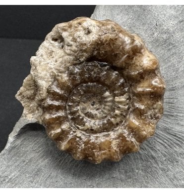British Lower Jurassic, Lower Lias Calcite Ammonite from Charmouth, Dorset, England (SKU A3721):- Xipheroceras drudrieseri