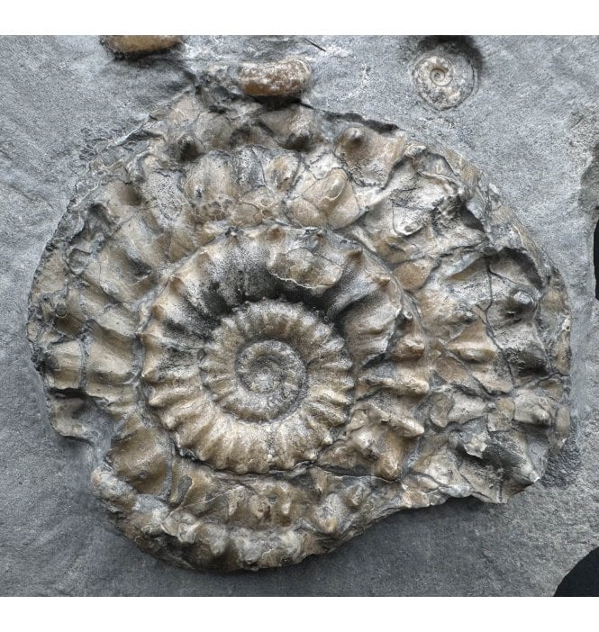 British Lower Jurassic, Lower Lias Calcite Ammonite from Charmouth, Dorset, England (SKU A3812):- Microderoceras birchi