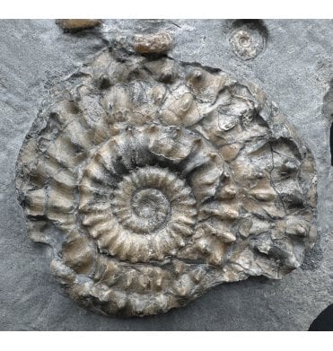 British Lower Jurassic, Lower Lias Calcite Ammonite from Charmouth, Dorset, England (SKU A3812):- Microderoceras birchi