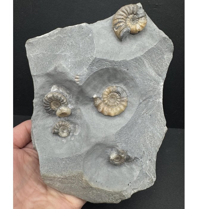 British Lower Jurassic, Lower Lias Calcite Ammonite from Charmouth, Dorset, England (SKU A3957):- Asteroceras obtusum and Promicroceras planicosta