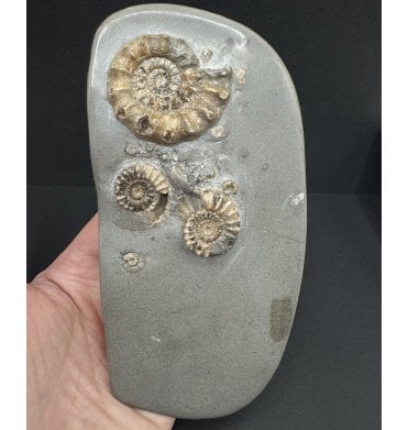 British Lower Jurassic, Lower Lias Calcite Ammonite from Charmouth, Dorset, England (SKU A3987):- Xipheroceras drudrieseri and Promicroceras planicosta