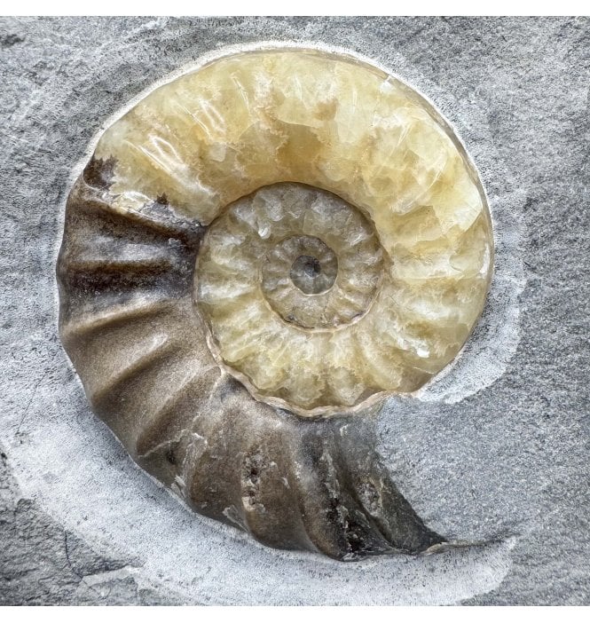 British Lower Jurassic, Lower Lias Calcite Ammonite from Charmouth, Dorset, England (SKU A4307):- Asteroceras confusum