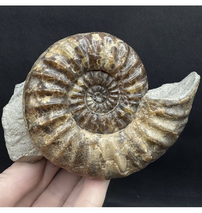 British Lower Jurassic, Lower Lias Calcite Ammonite from Charmouth, Dorset, England (SKU A4425):- Asteroceras confusum