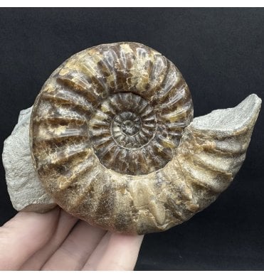 British Lower Jurassic, Lower Lias Calcite Ammonite from Charmouth, Dorset, England (SKU A4425):- Asteroceras confusum